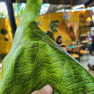 Sản phẩm khác