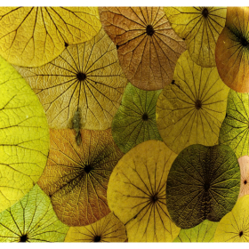 Đèn Lá Sen 03 Đèn Lá Sen 03